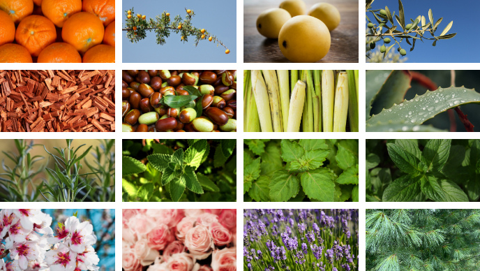 Diff&eacute;rents ingr&eacute;dients issus de la nature